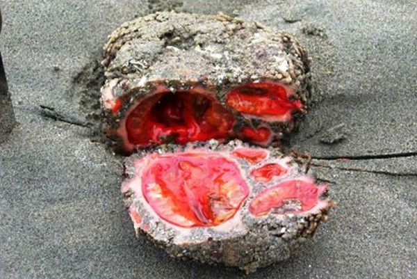 Living Rock: Pyura chilensis (Chile and Peru)