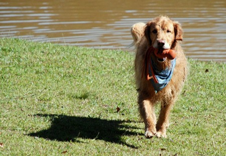 Pets Adventure 7 (110_1) (50)