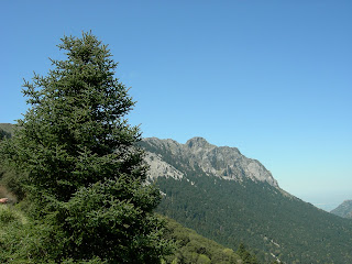 Bosque de Pinsapos