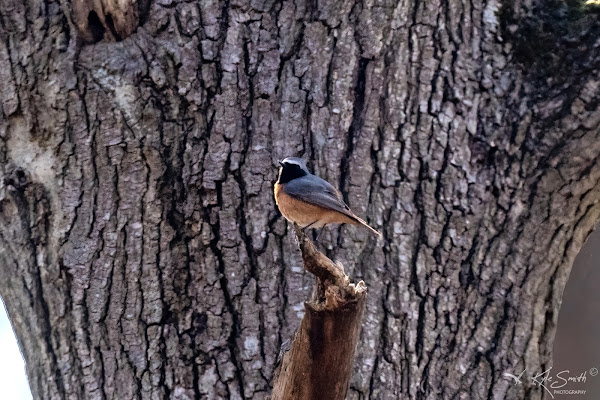 Redstart