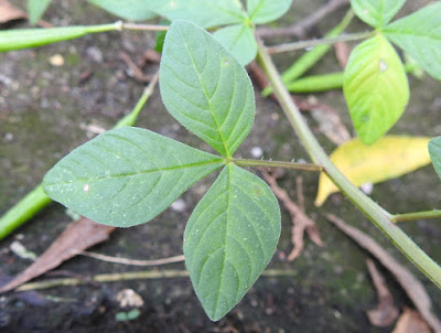 平伏莖白花菜的葉