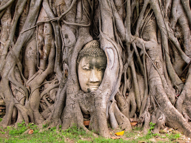 buddha head banyan roots wat mahathat ayutthaya thailand
