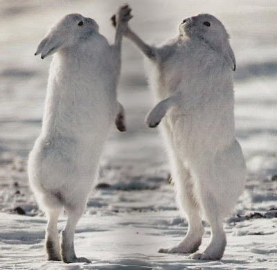 rabbit hi five