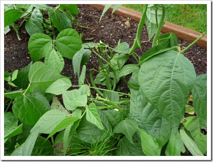 green beans