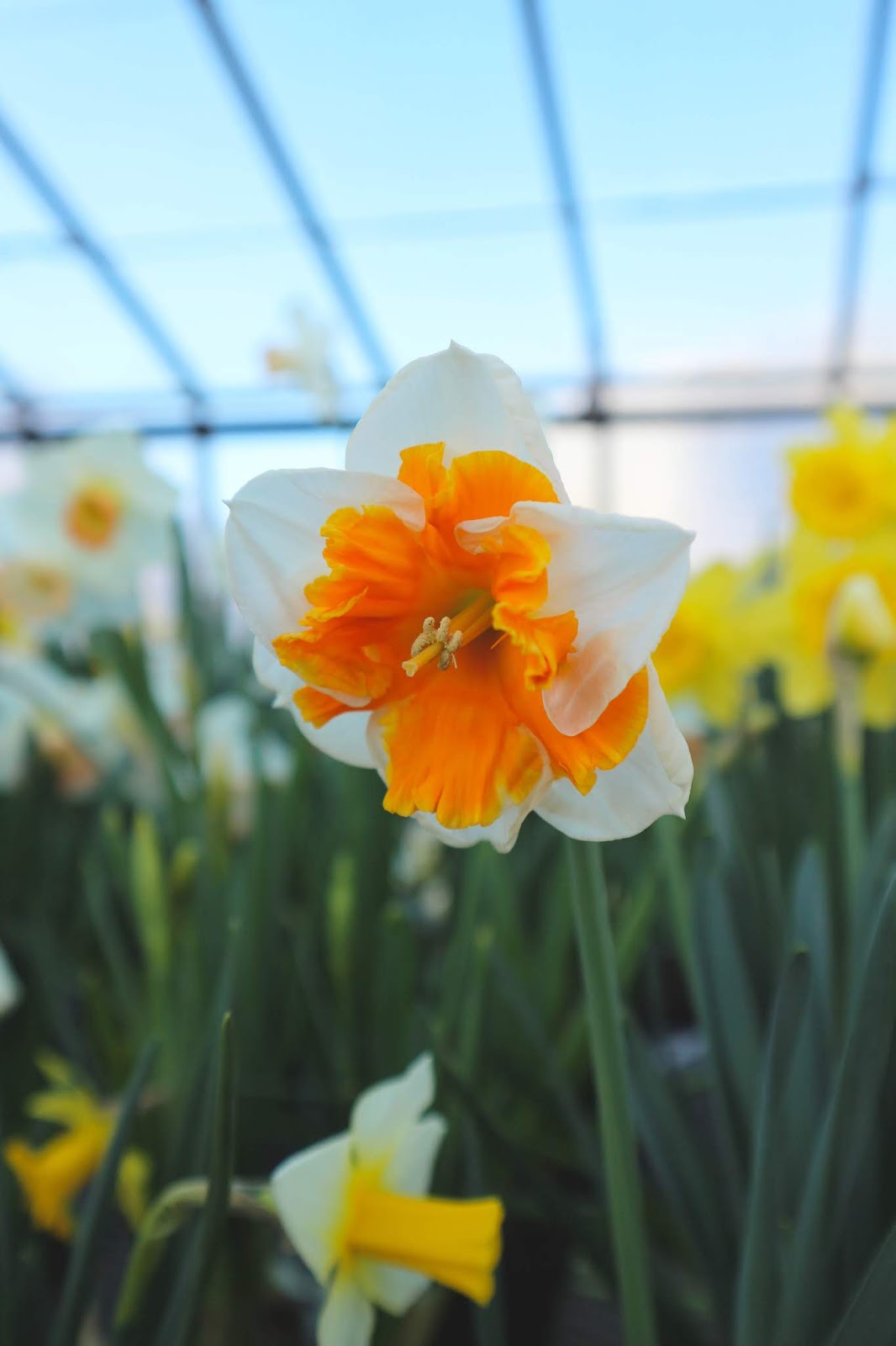 Celebrating Spring at City of Kingston Greenhouse