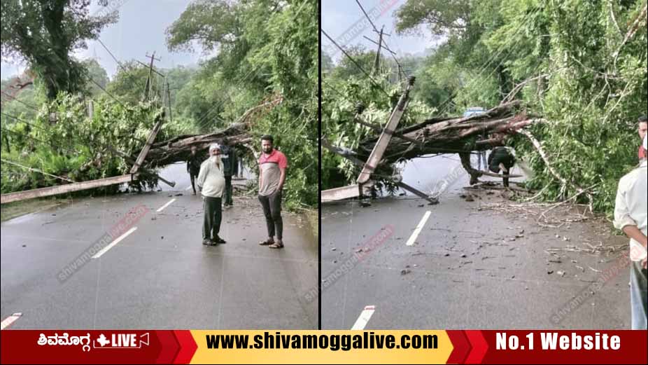 Tree Uprooted in Shimoga Thirthahalli Highway road