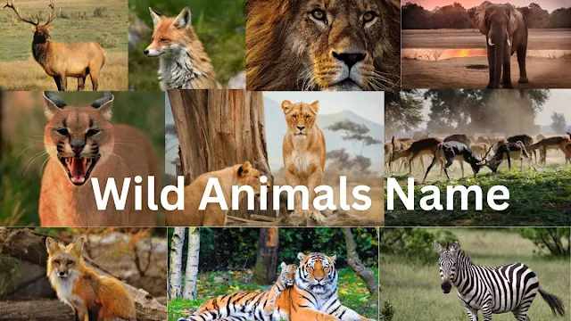 Wild Animals Name/Wild Animals Name in Hindi and English