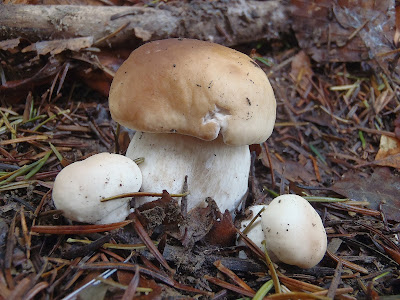 borowik szlachetny Boletus edulis