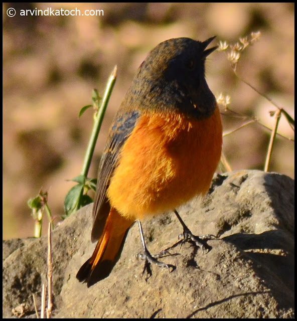 Blue-fronted Redstart,