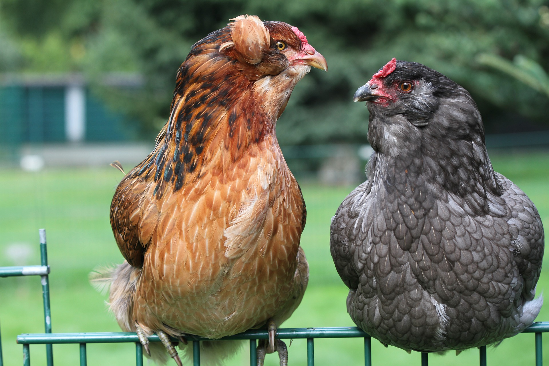 Mavi Yumurta Yumurtlayan Araucana Tavukları