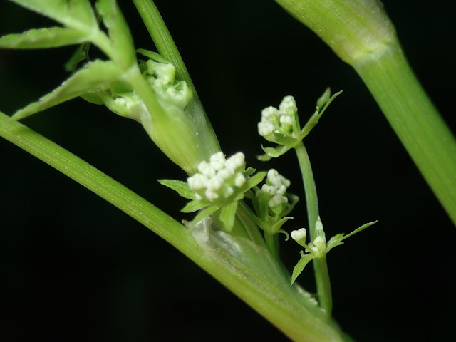 Apium nodiflorum