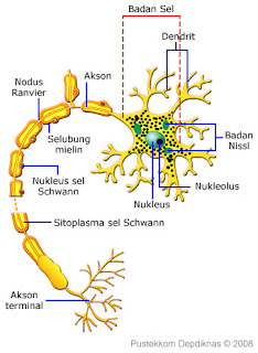 tiaf andf Struktur Neuron 