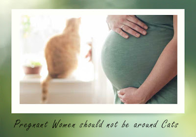 Pregnant Women should not be around Cats