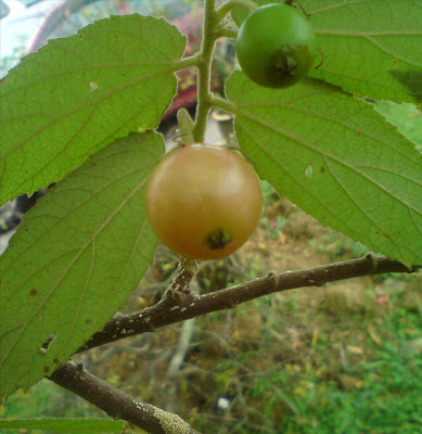 Pokok herba,bunga, ulaman dan segala jenis tumbuhan: buah 