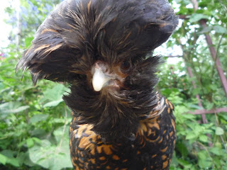 Gold black-laced  Polish bantam hen