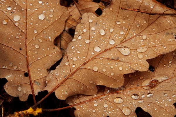 Pic Of Water Drops On Leaf