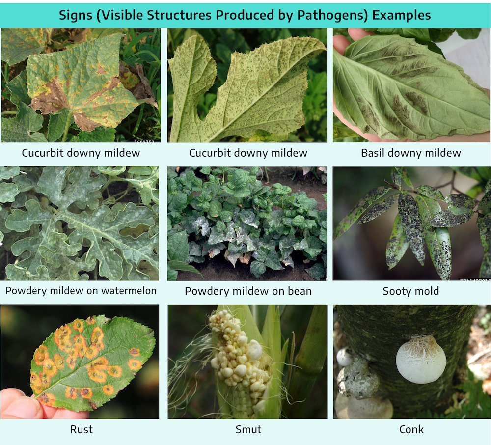 Fungal Plant diseases