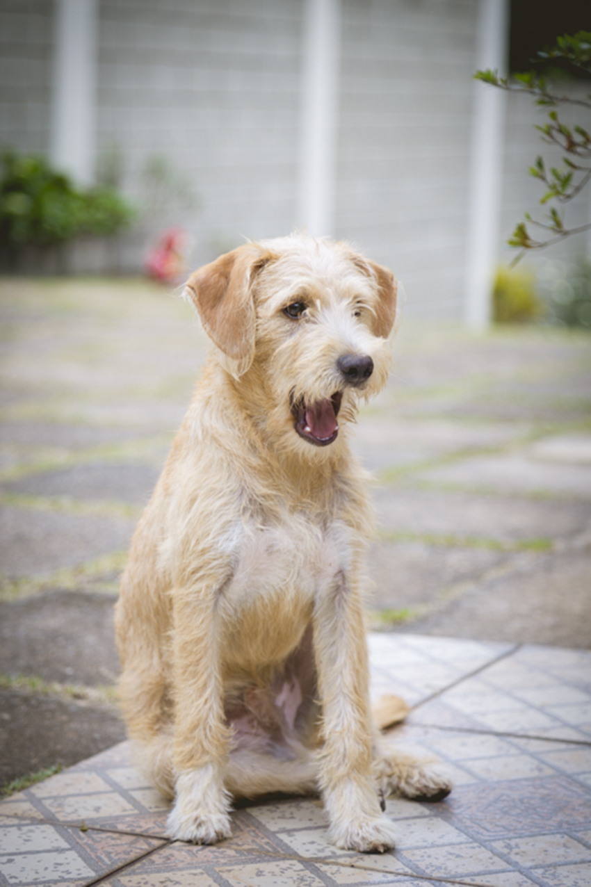 cachorro caramelo peludo