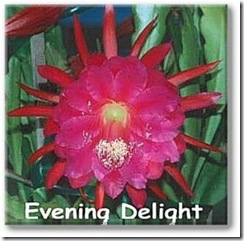 Epi Evening Delight