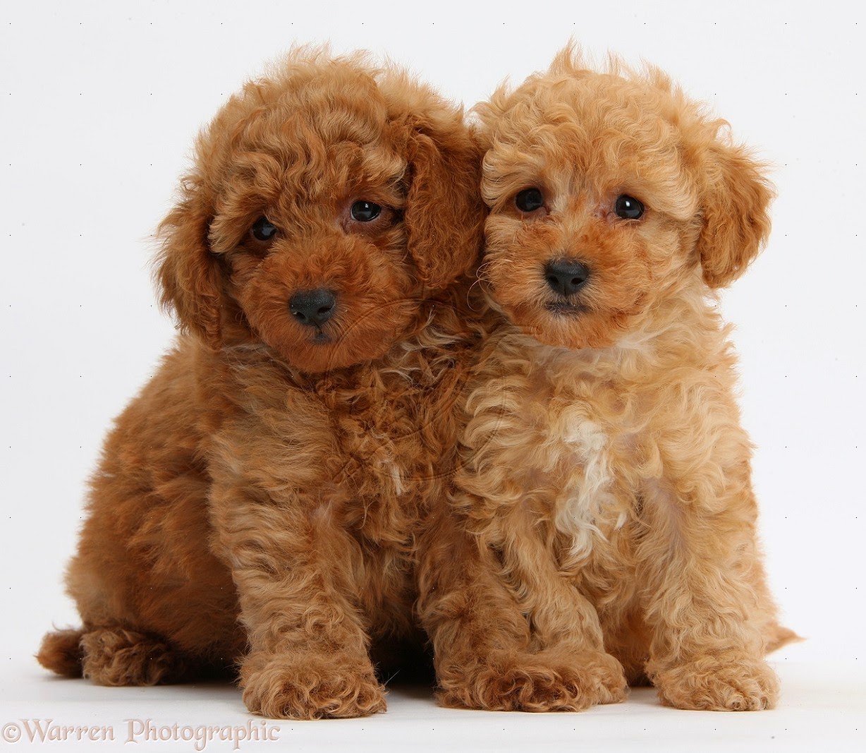 Rules of the Jungle: Poodle puppies