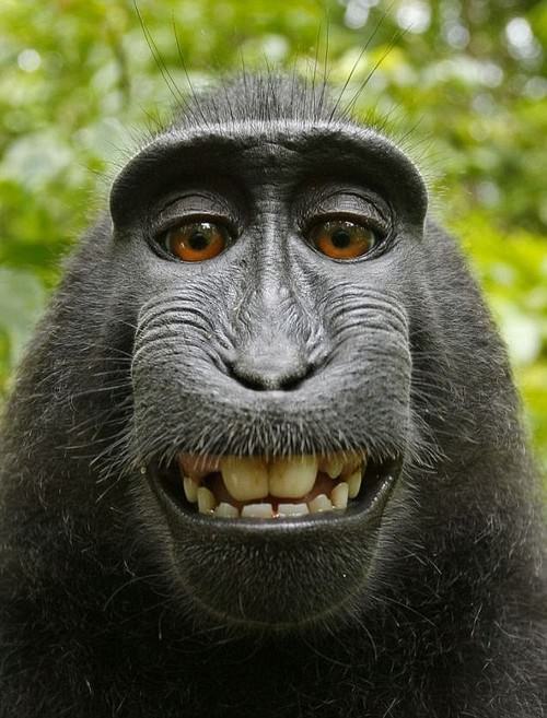 ivanildosantos gambar monyet senyum 
