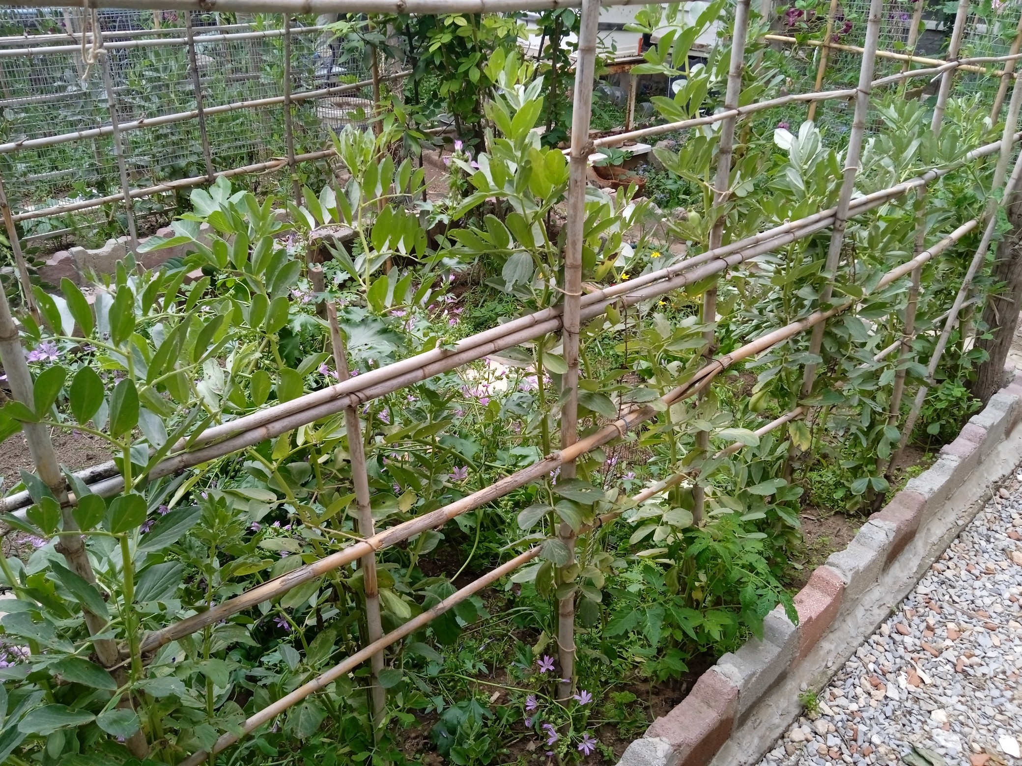 Broad bean is a bushy, hardy annual that can grow from 3 to 5 feet tall. The plant has square stems with leaves divided into leaflets. The pods are 6 to 8 inches long and contain 4 to 6 flat, oval seeds that can be white, yellow, green, or pinkish-red.