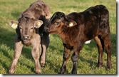 calves-460_1373344c