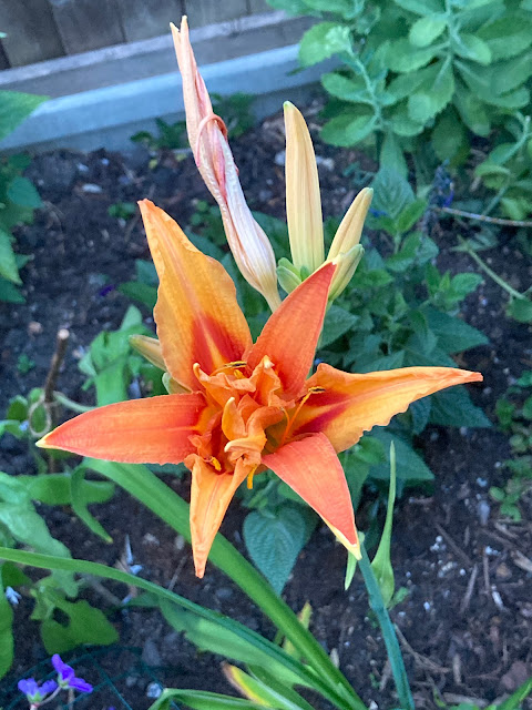 Single orange bloom of hemerocallis fulva