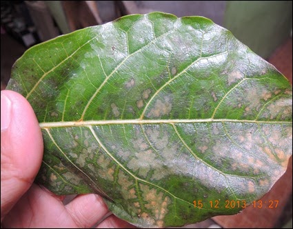 cara-mematikan-pohon-besar (3)