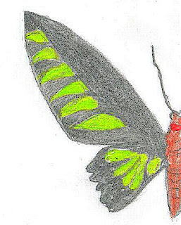 Rajah Brooke's Birdwing