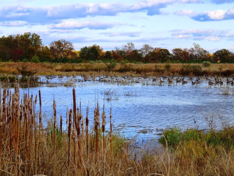 Perfect for impoundments