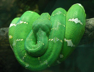 emerald tree snake