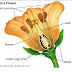 Flowers: Parts of flowers and Functions