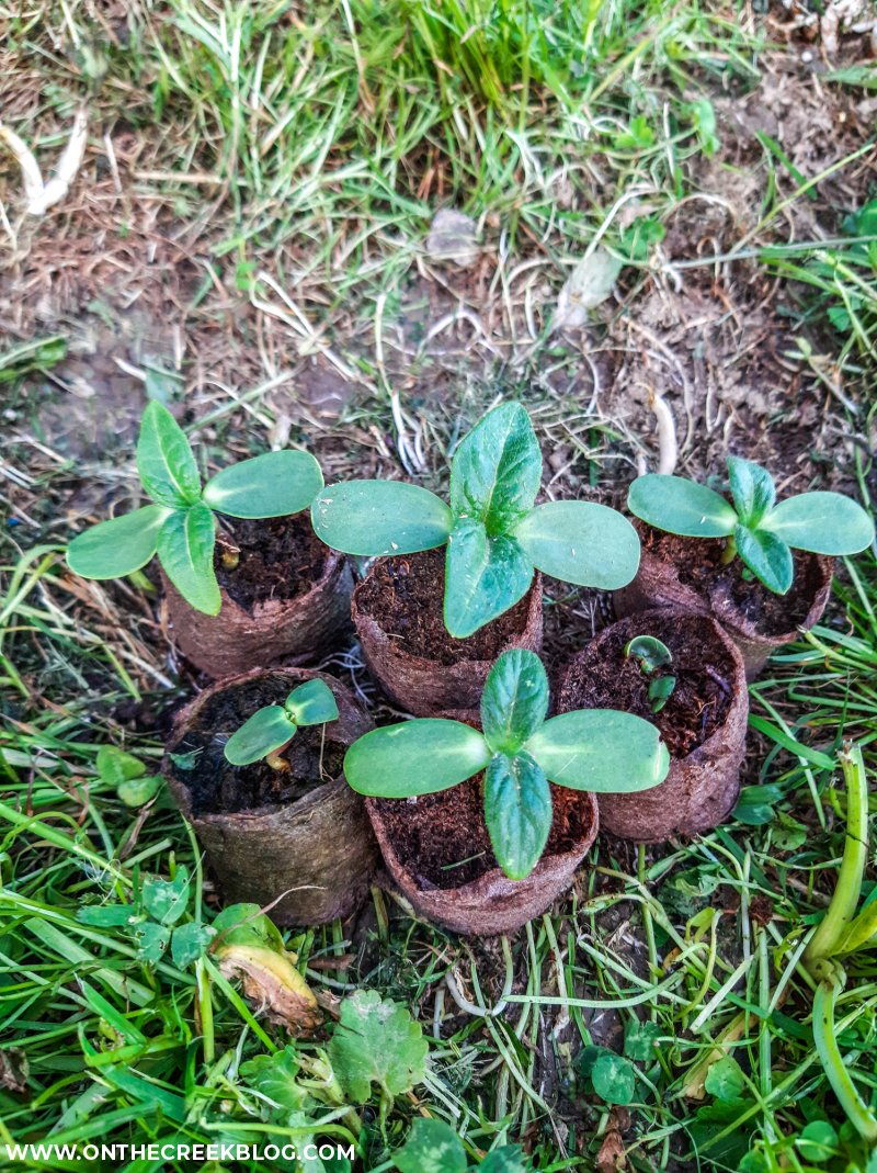 sunflower seedlings | On The Creek Blog // www.onthecreekblog.com