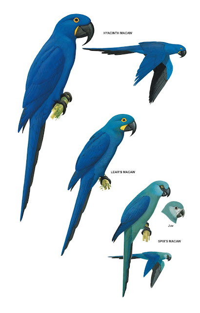 Blue Macaw Birds