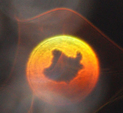 orange orb with hole