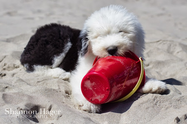 Shannon Hager Photography, Beach Portraits, Old English Sheepdog Puppy