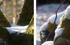Svenske skove om vinteren