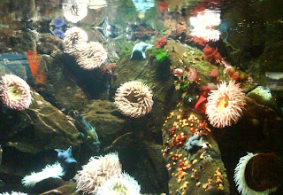 Starfish and Anemones at Vancouver Aquarium