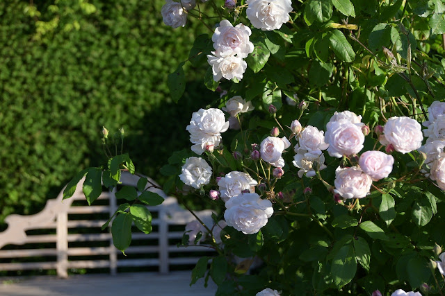 rosa Blush noisette