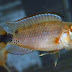  Ficha Apistogramma martini