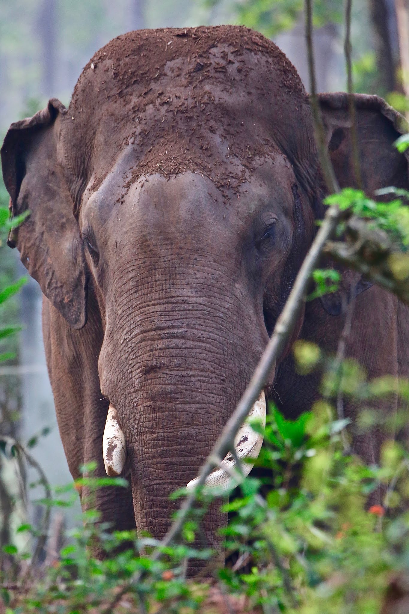 Elephant close up high resolution free