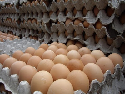 grosir telur ayam