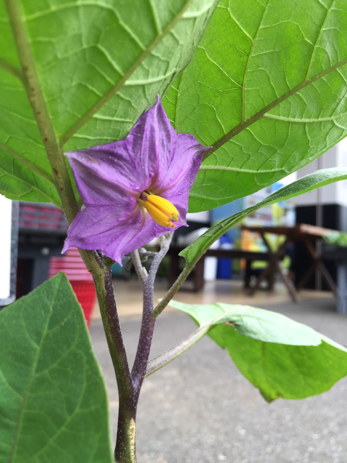 かまがや散歩 ナス科の植物