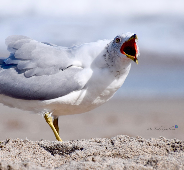 Meet my Florida "gullfriends!"  | Ms.Toody Goo Shoes #seagulls #florida