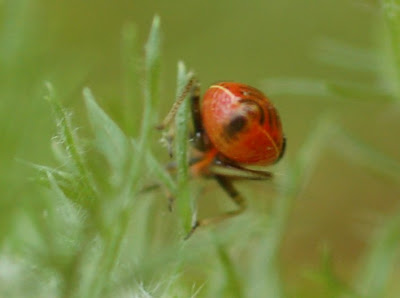 Lopidia sp. nymph, on
yarrow