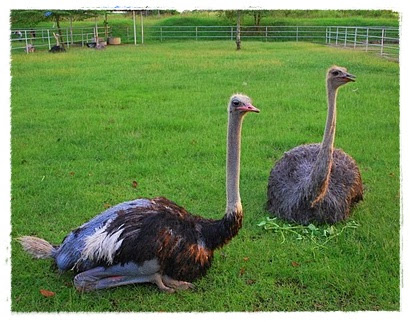  Gambar  Burung Unta Dunia Binatang