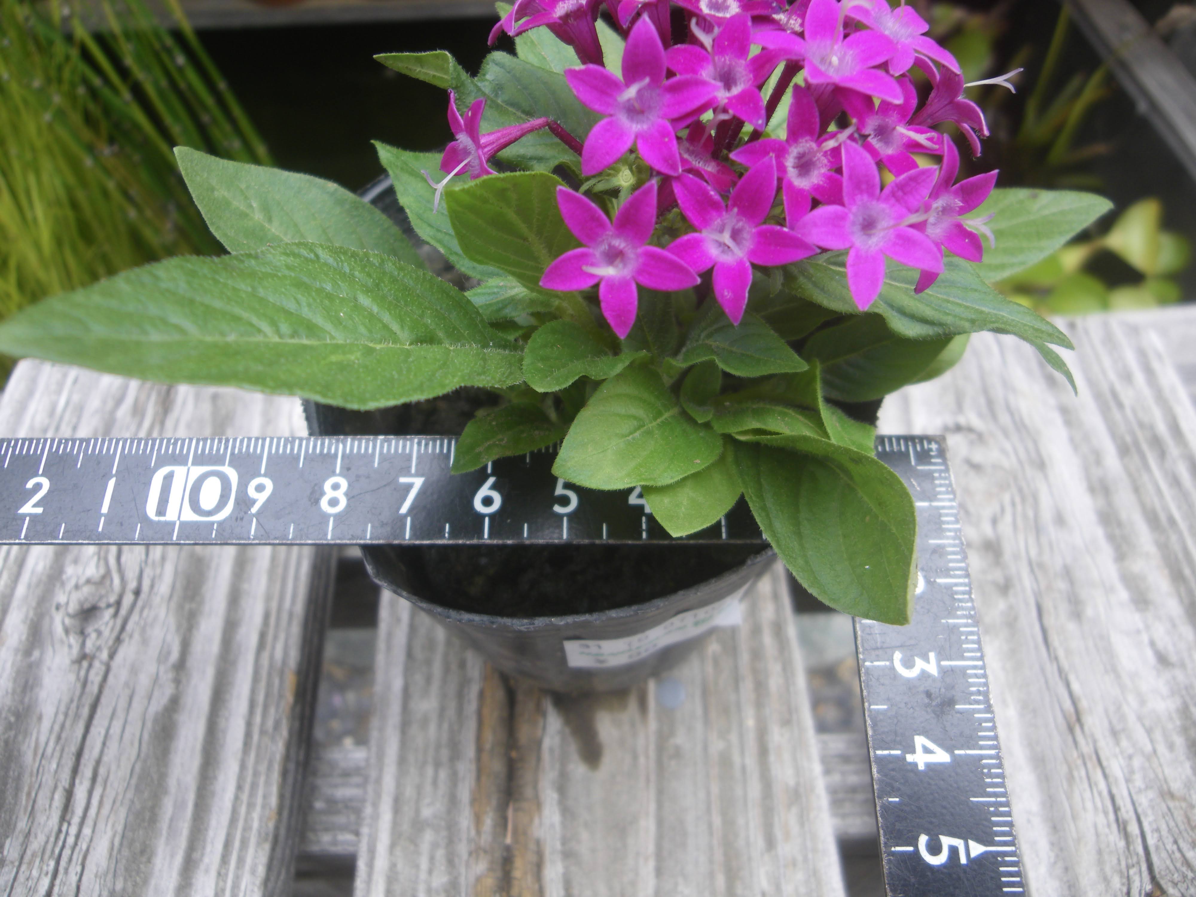 ペンタスの育て方 苗の植え付けから花を楽しみ 挿し芽や冬越しの記録 メダカの大工