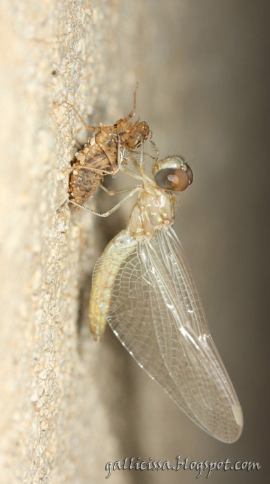 Dawn Dropwing emerging