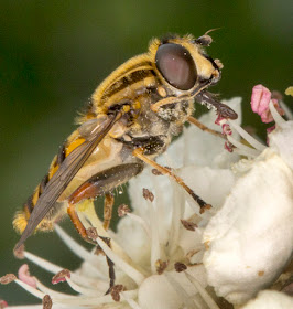 Hoverfly, Helophilus pendulus, on Midland Hawthorn, Crataega lavigata.  Marden Meadow with the Orpington Field Club, 25 May 2013.